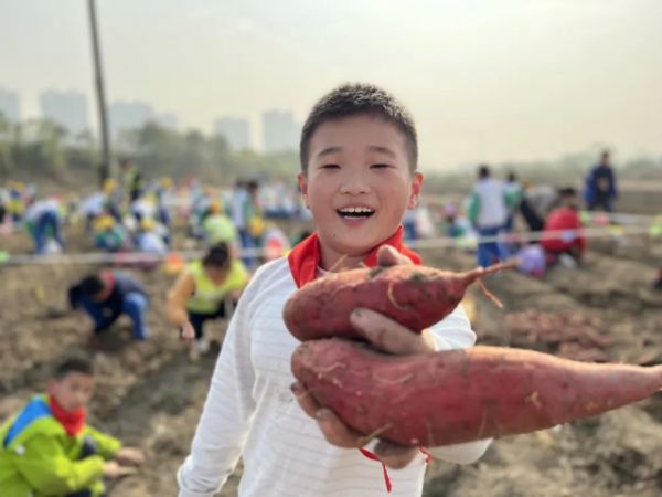 “庆丰收促和美”尖草坪区农特产品展销活动暨宇文红薯采摘节即将开幕